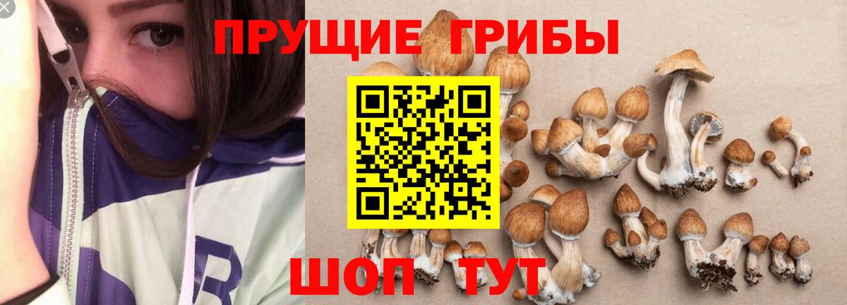Евпатория  цены наркотик  Вход с VPN  Галлюциногенные грибы Psilocybine cubensis 